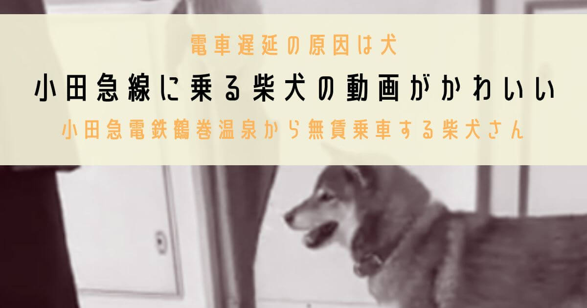 小田急線に乗る柴犬の動画がかわいい!電車遅延の原因「小田急電鉄鶴巻温泉」から無賃乗車する柴犬さん